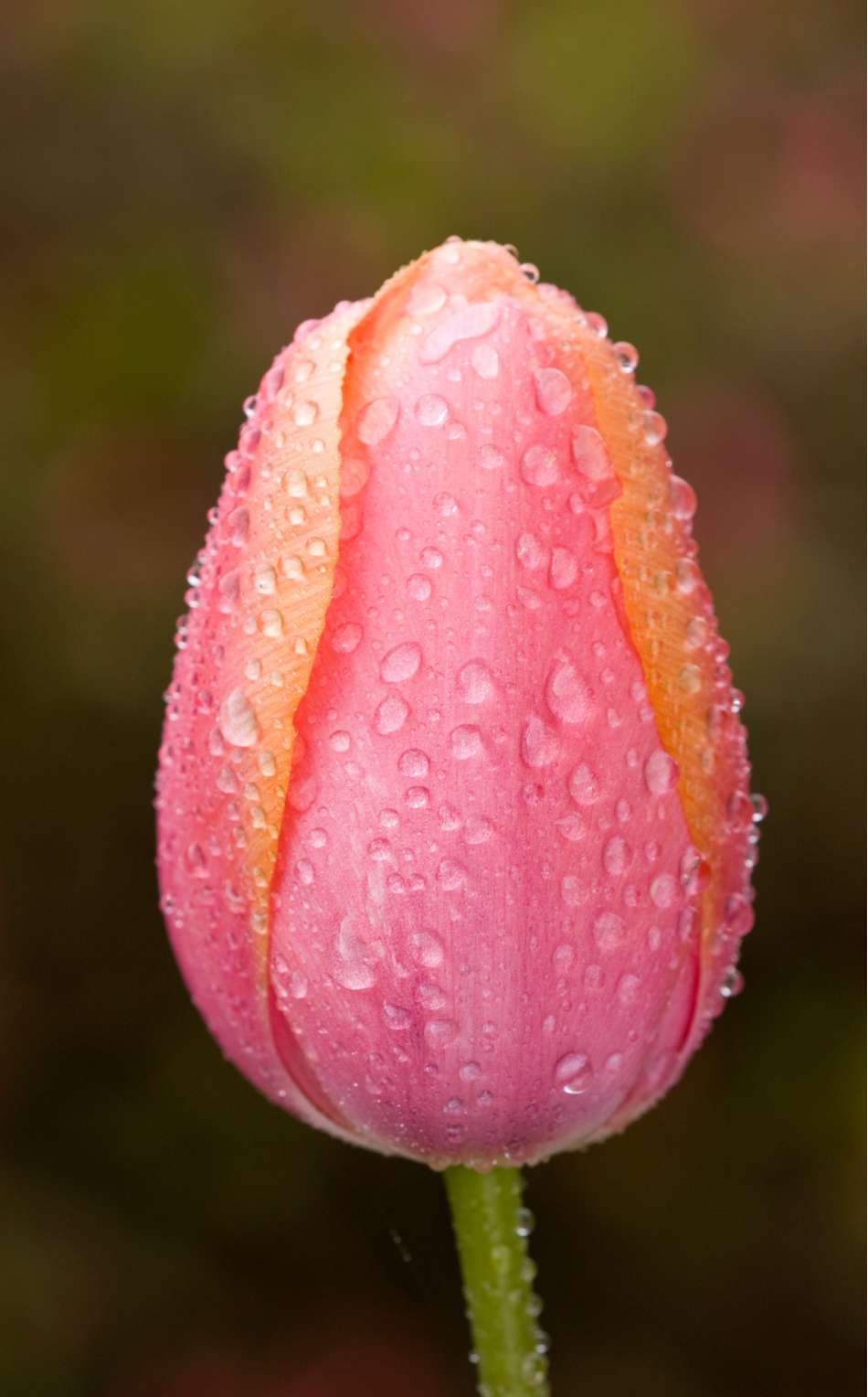 Tulpan 'Apricot Impression'